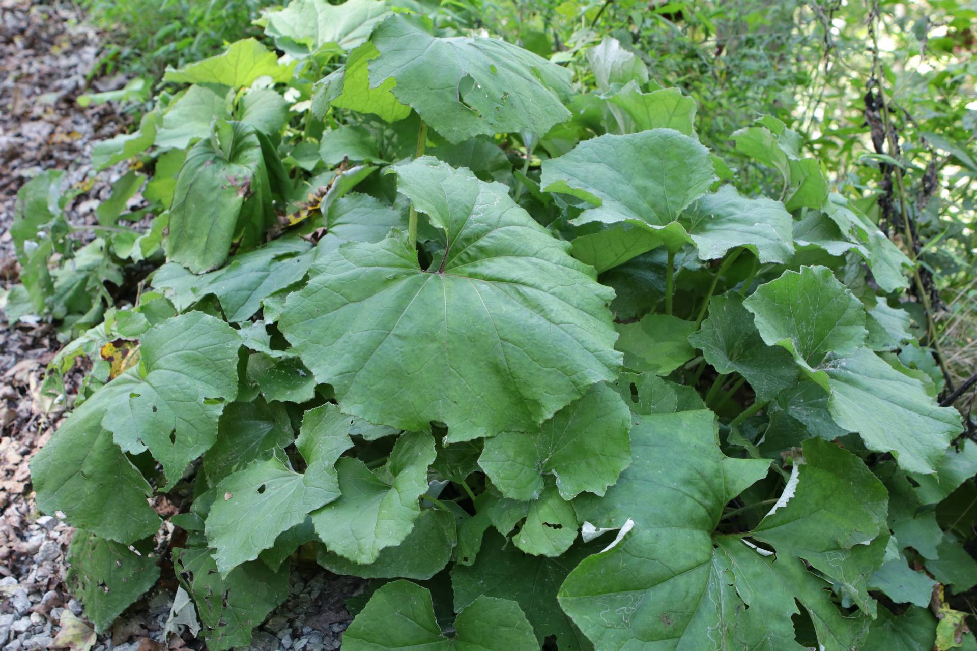 Photo of Coltsfoot