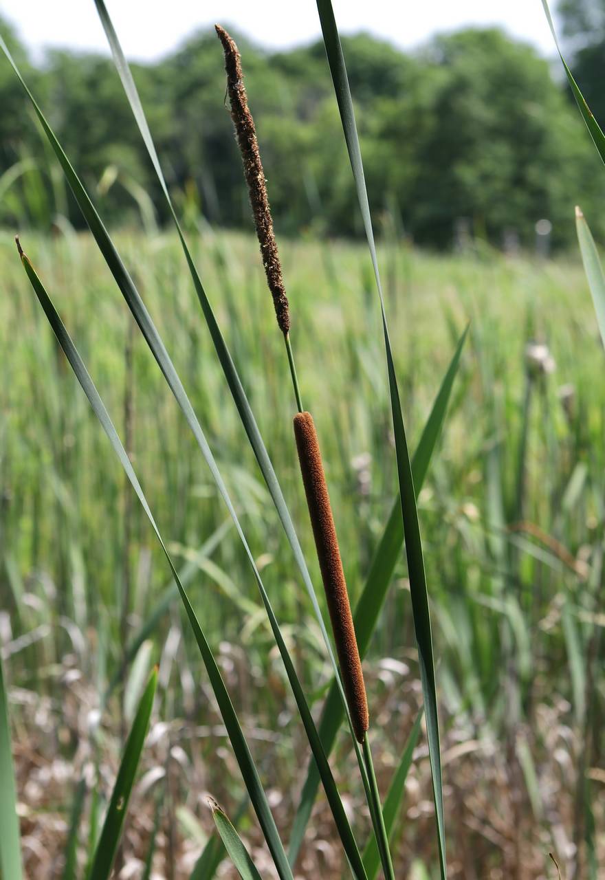 Photo of Narrowleaf Cattail