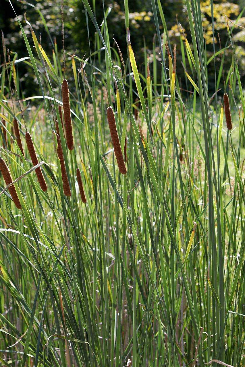 Photo of Narrowleaf Cattail