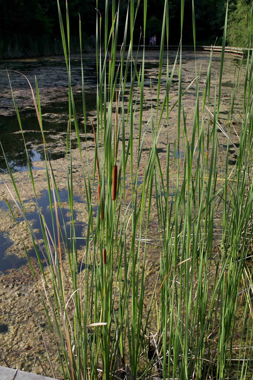 Photo of Narrowleaf Cattail