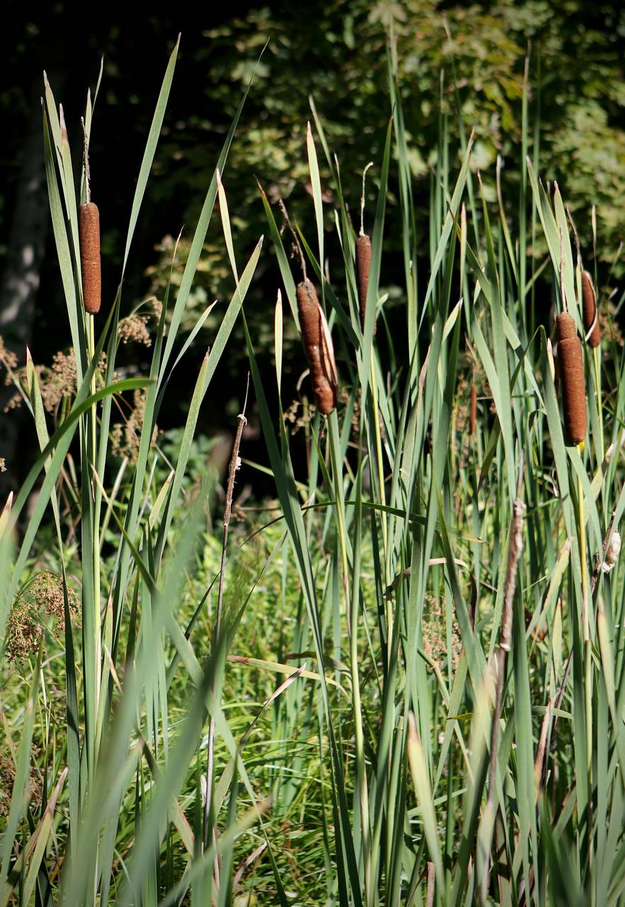Photo of Broadleaf Cattail
