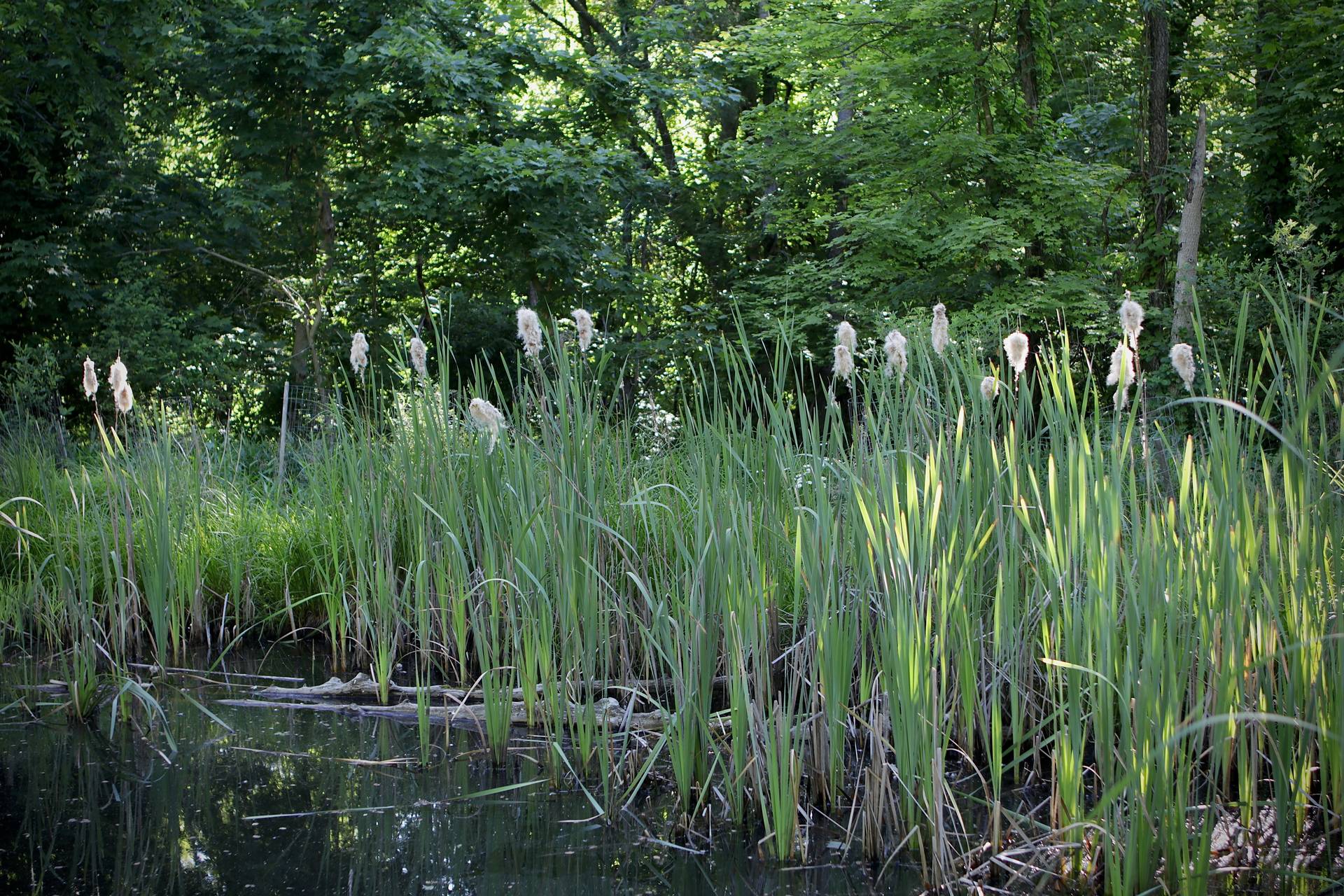 Photo of Broadleaf Cattail