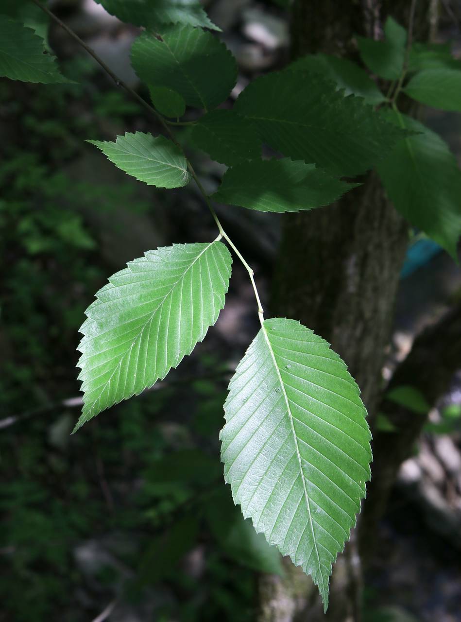 Photo of American Elm