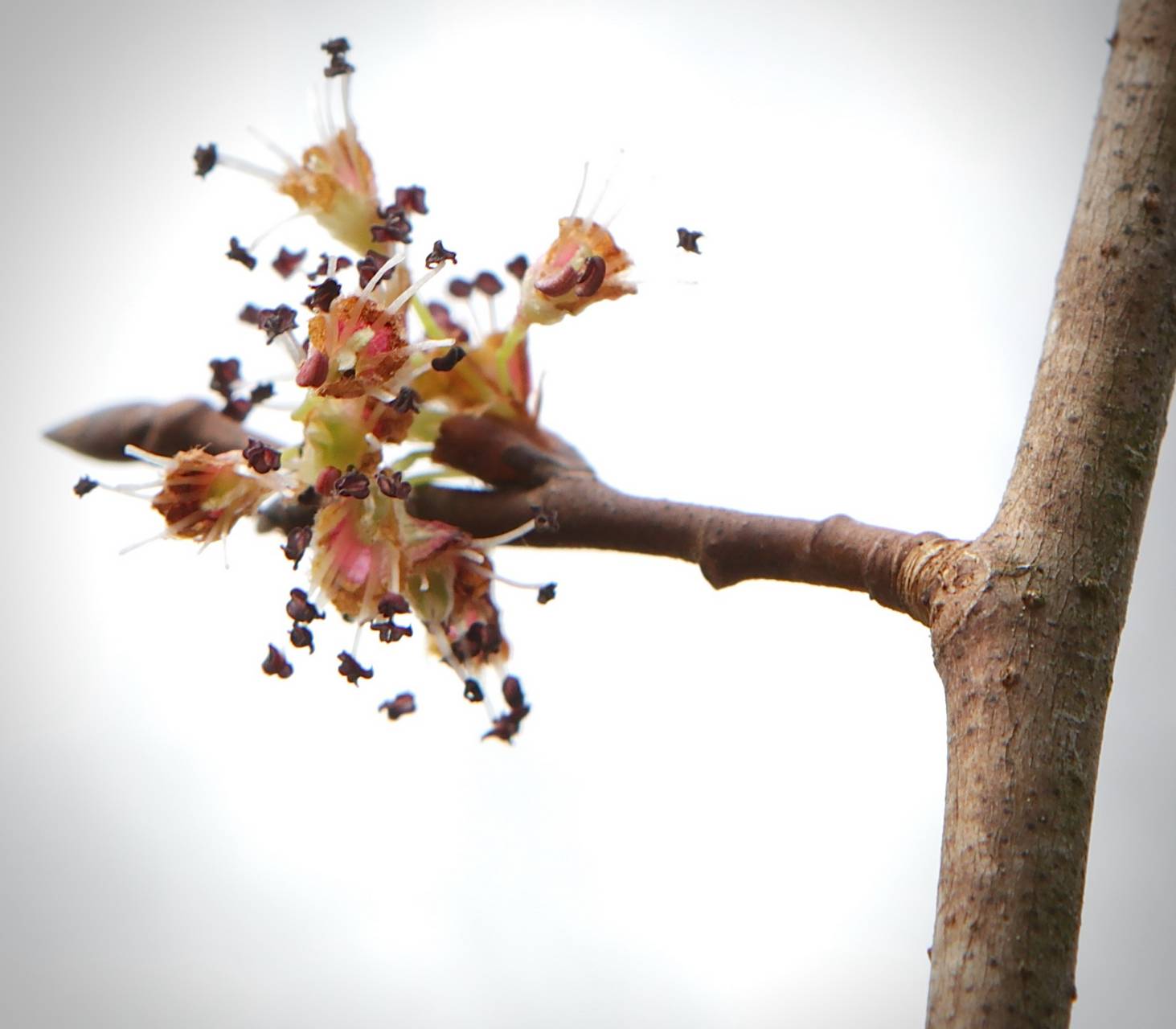 Photo of American Elm