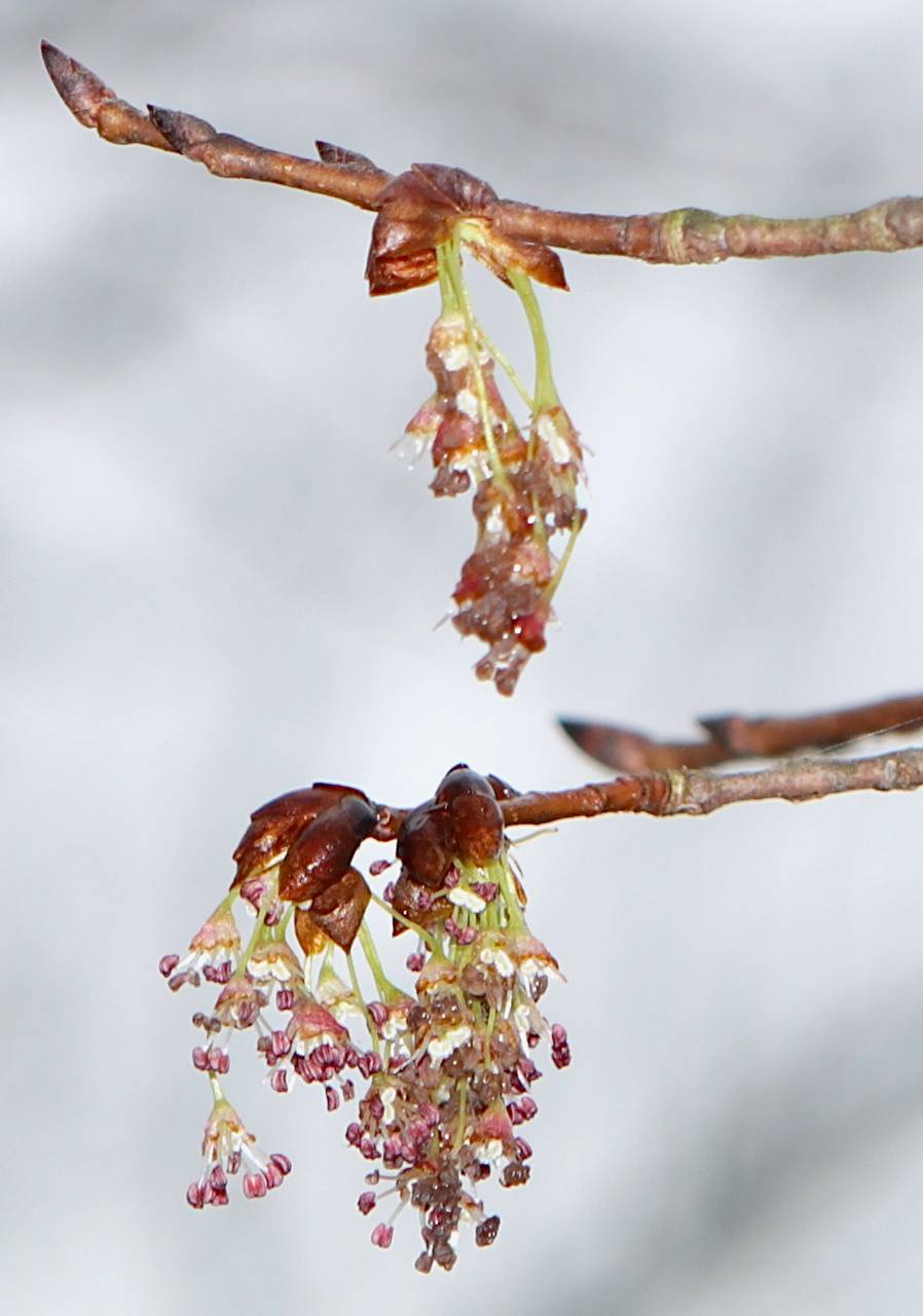 Photo of American Elm