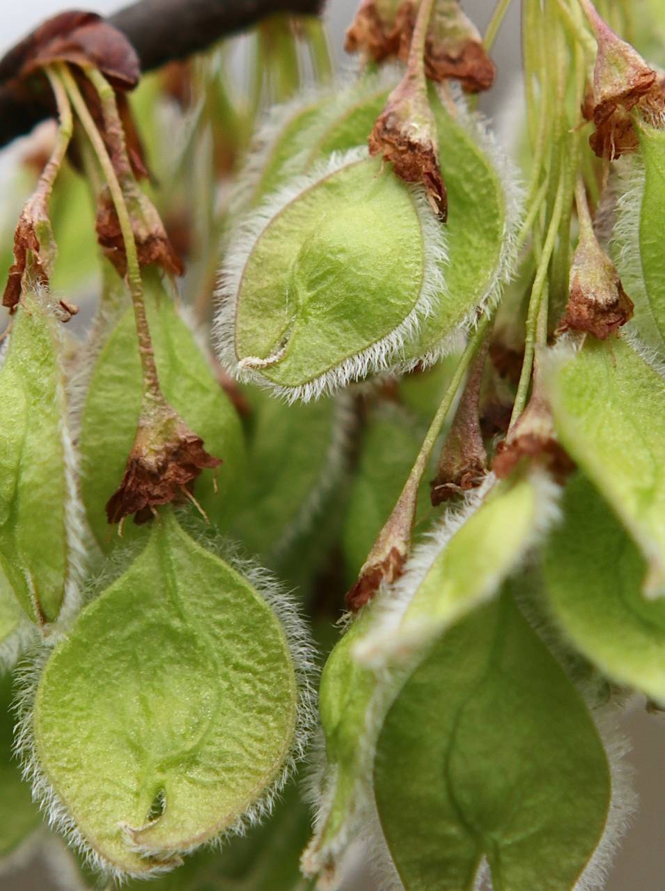 Photo of American Elm