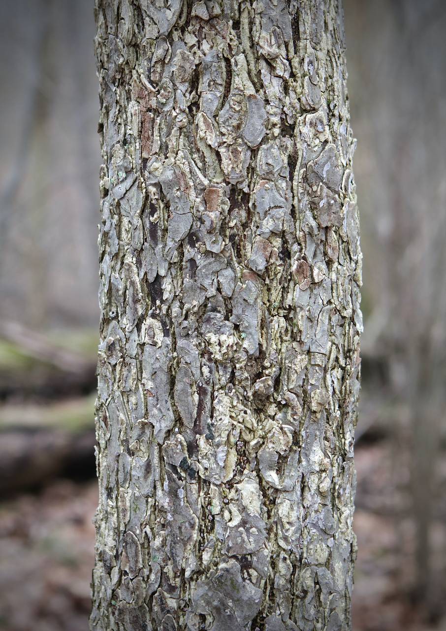 Photo of American Elm