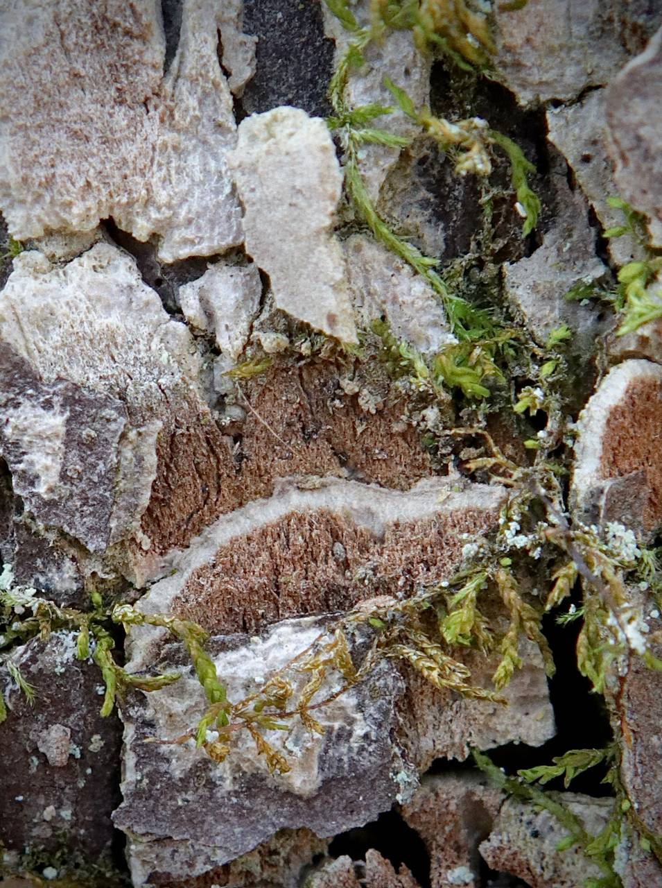 Photo of American Elm