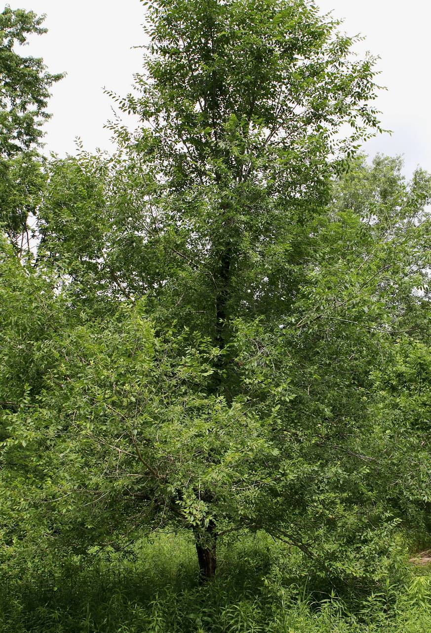 Photo of Siberian Elm