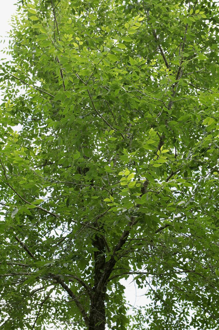 Photo of Siberian Elm