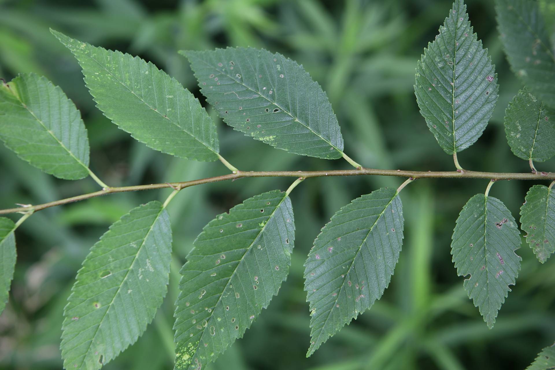 Photo of Siberian Elm