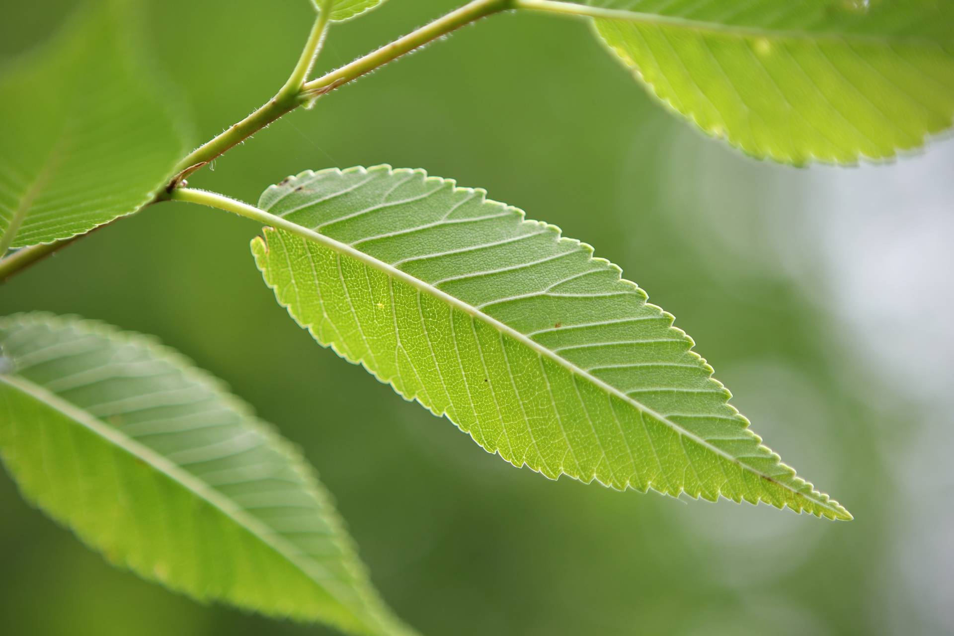 Photo of Siberian Elm
