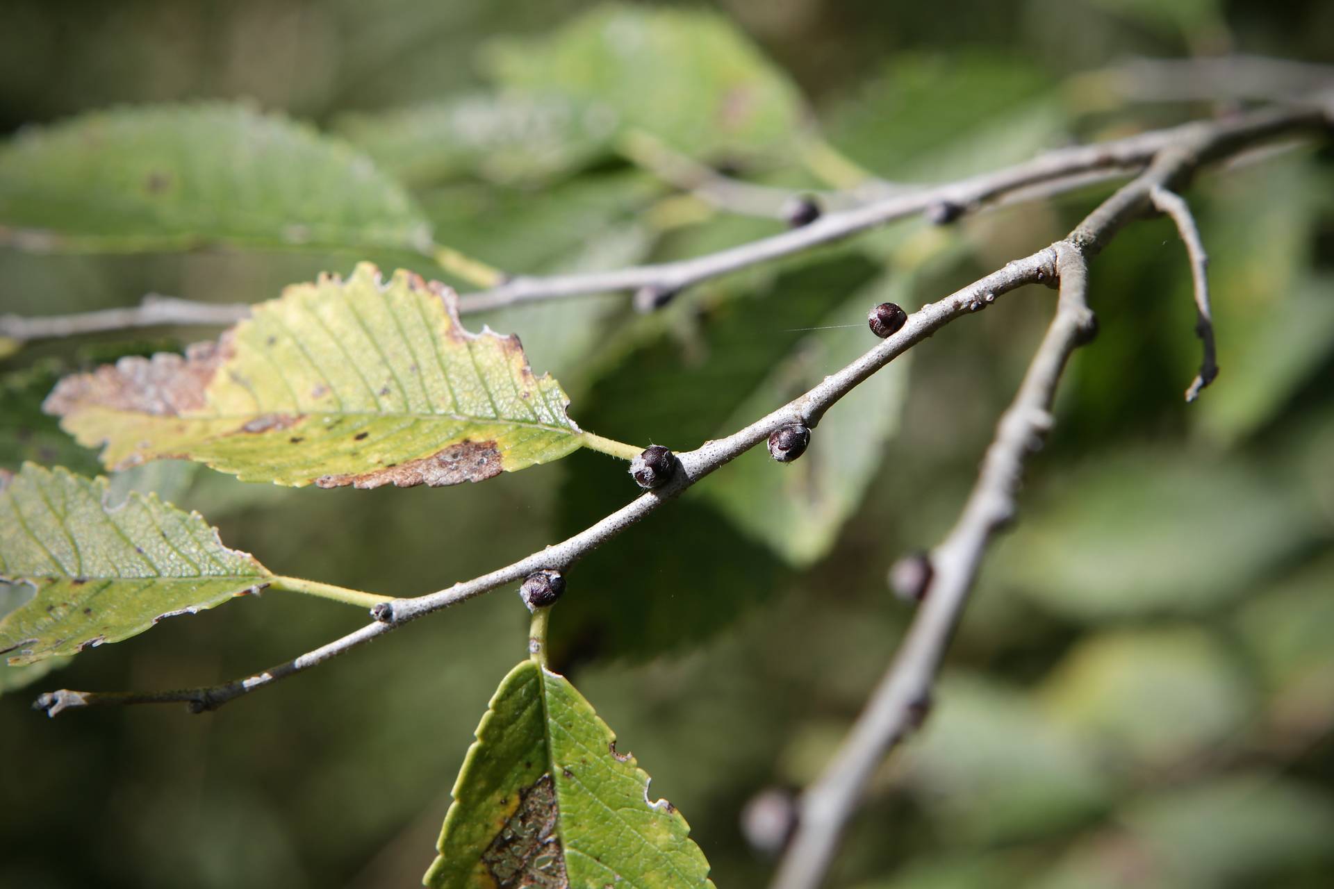 Photo of Siberian Elm