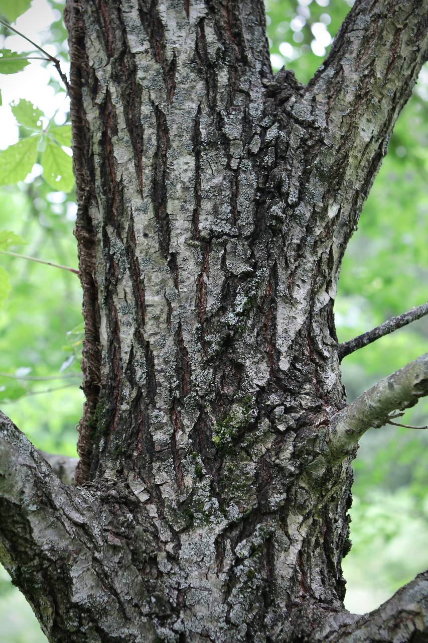 Photo of Siberian Elm