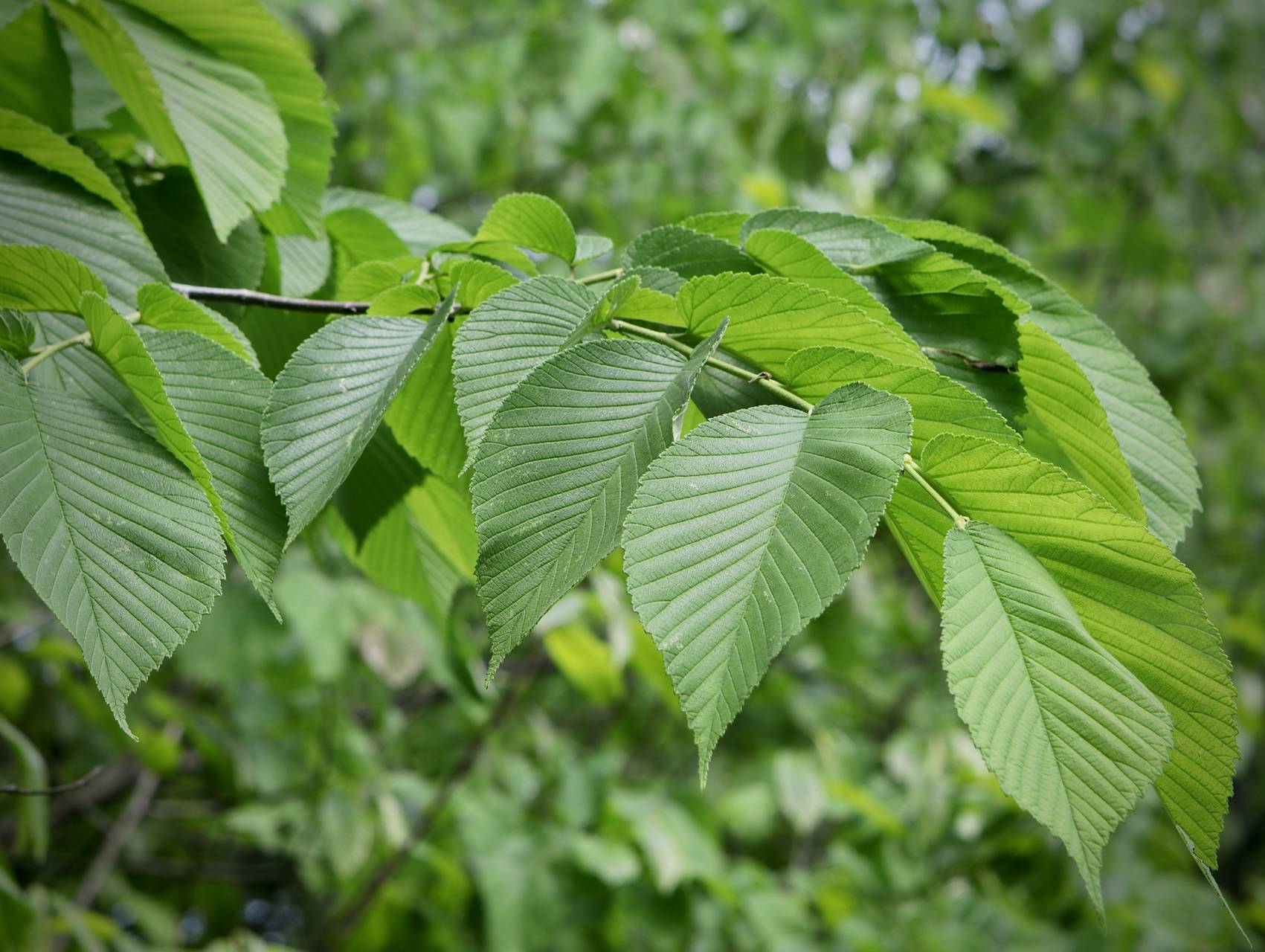 Photo of Slippery Elm