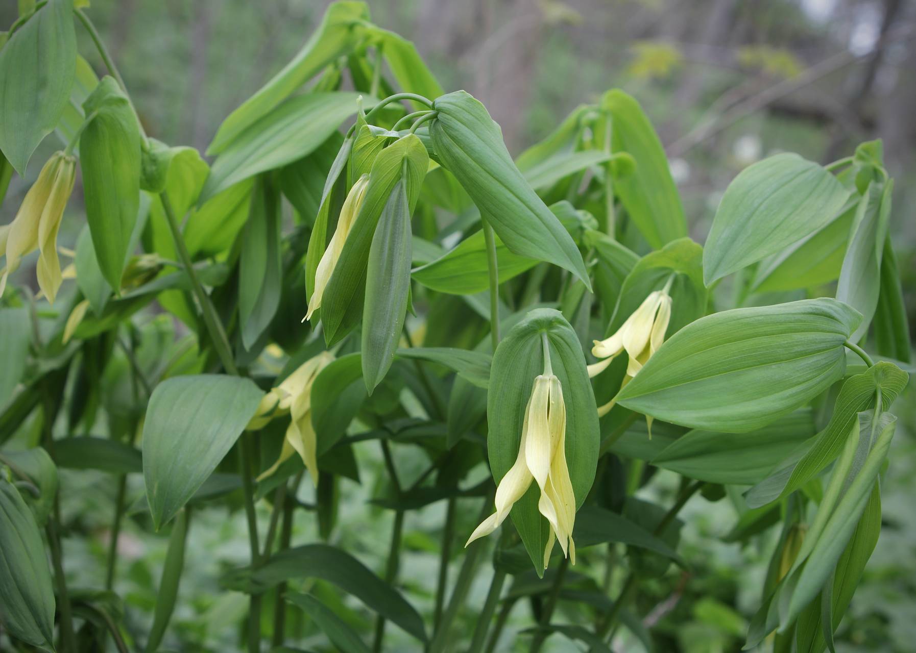 Photo of Large-Flowered Bellwort