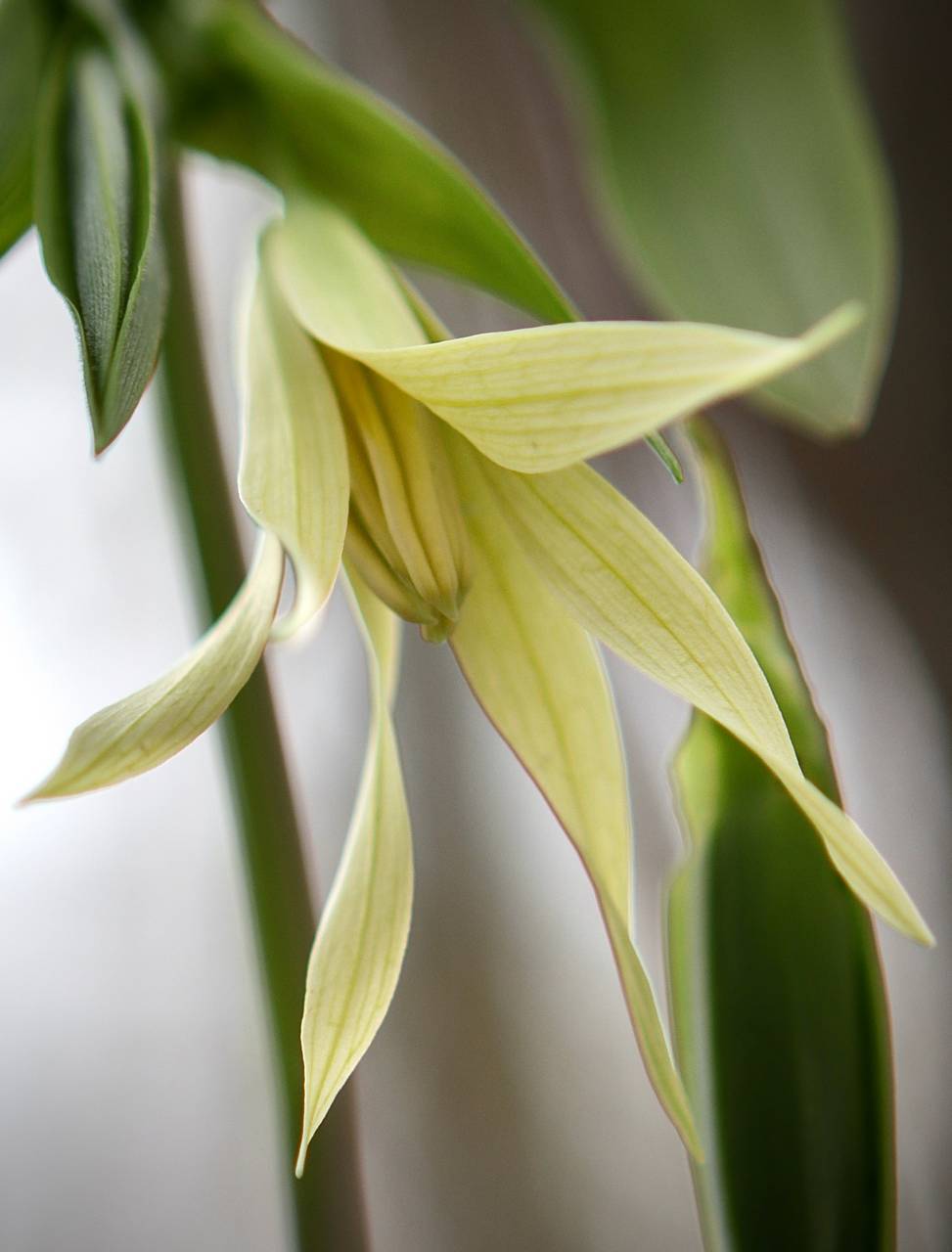 Photo of Large-Flowered Bellwort
