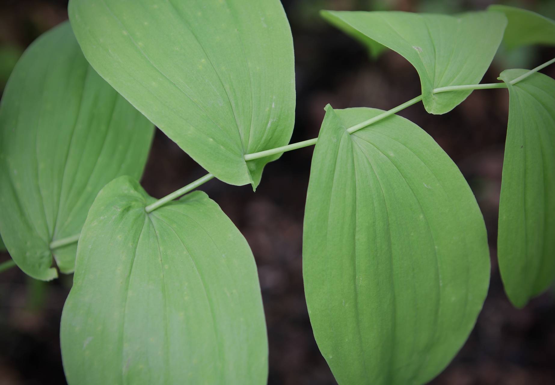 Photo of Large-Flowered Bellwort