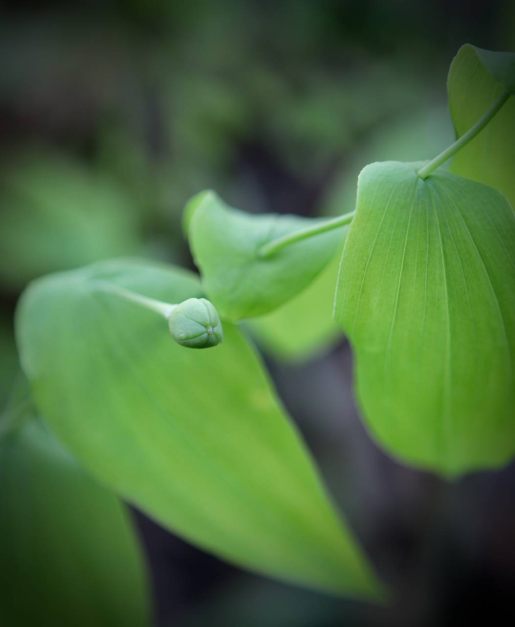 Photo of Large-Flowered Bellwort
