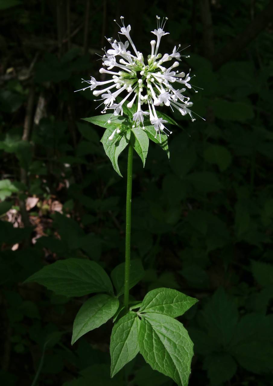 Photo of Large-Flowered Valerian
