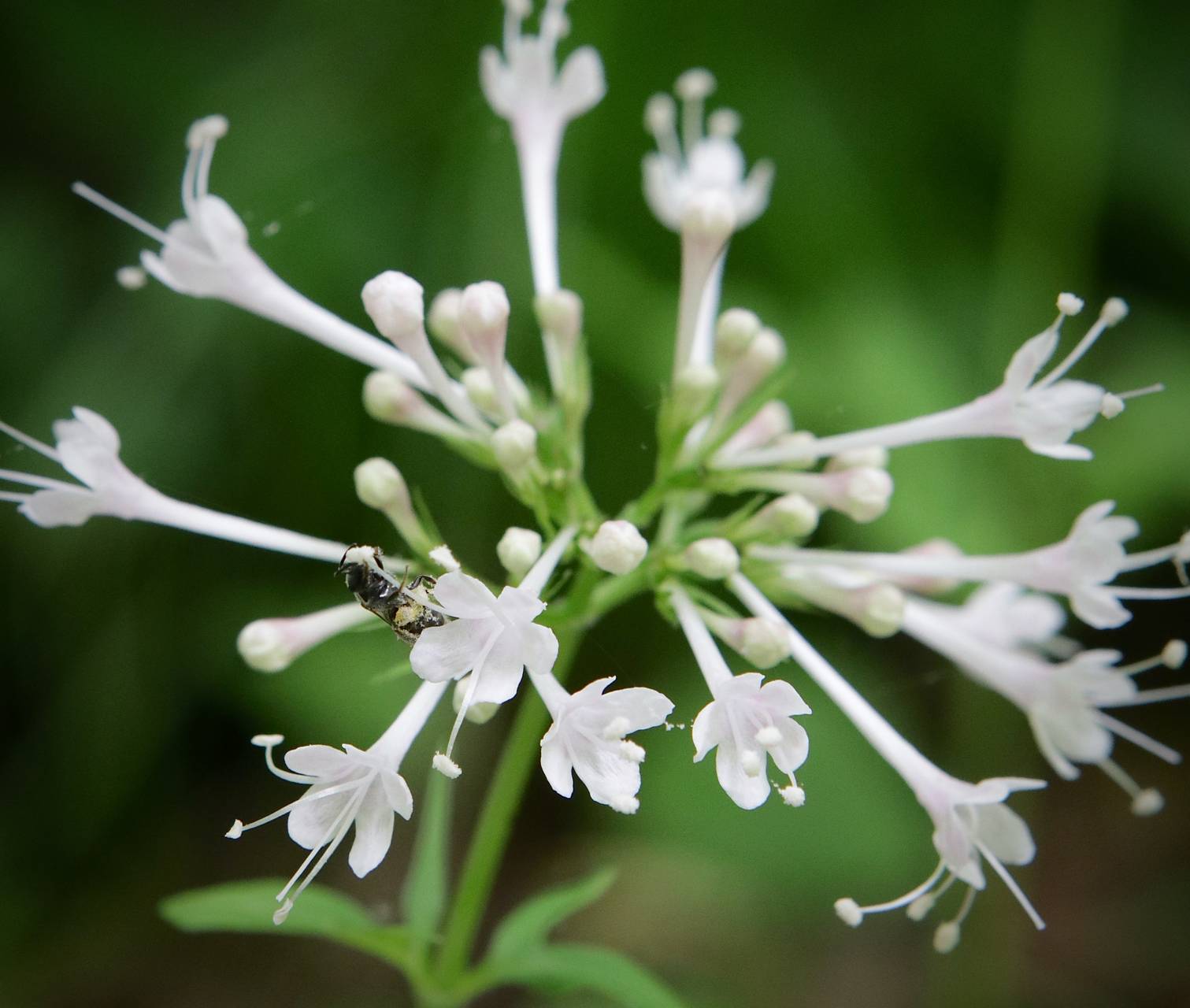 Photo of Large-Flowered Valerian