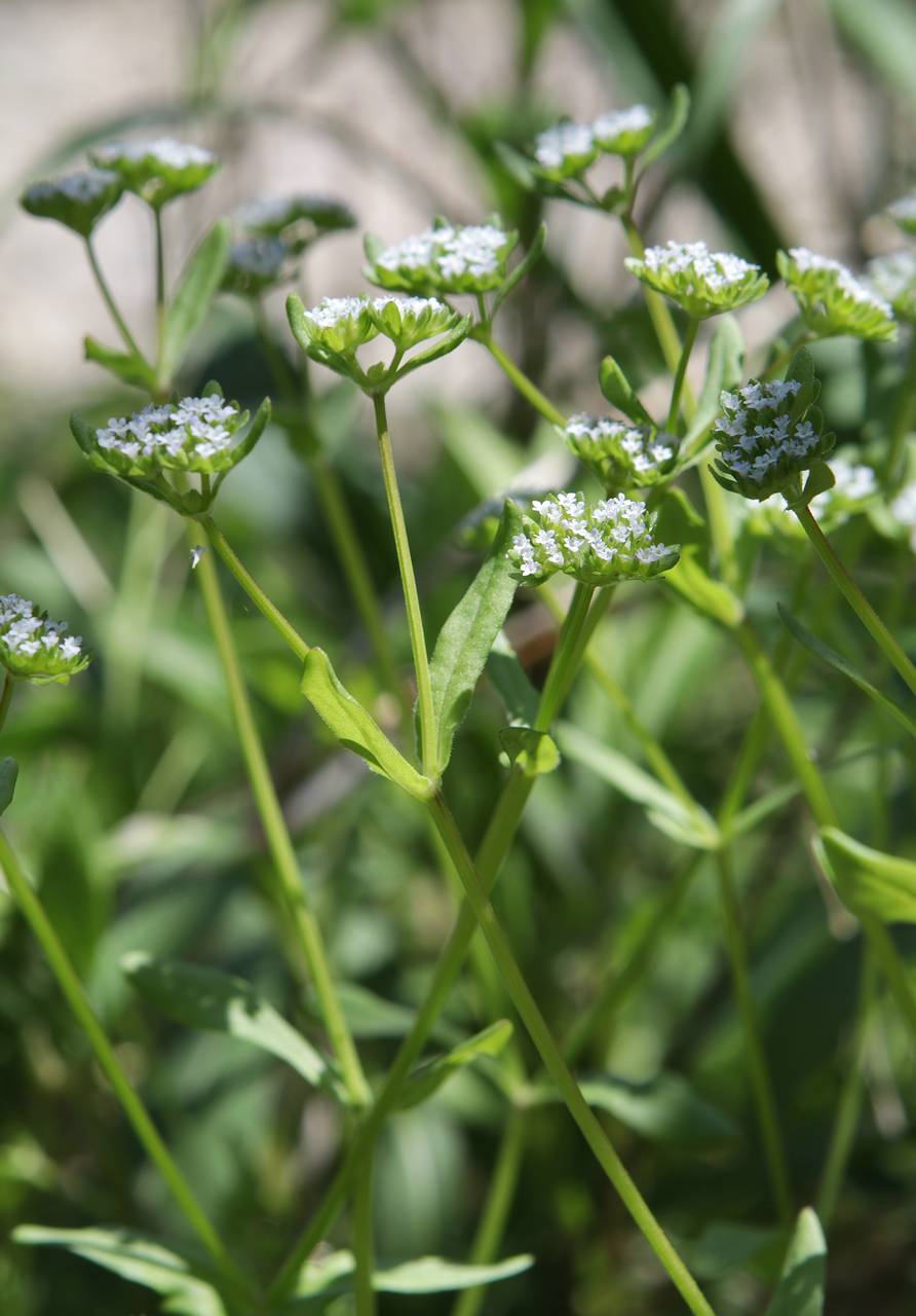 Photo of European Corn Salad