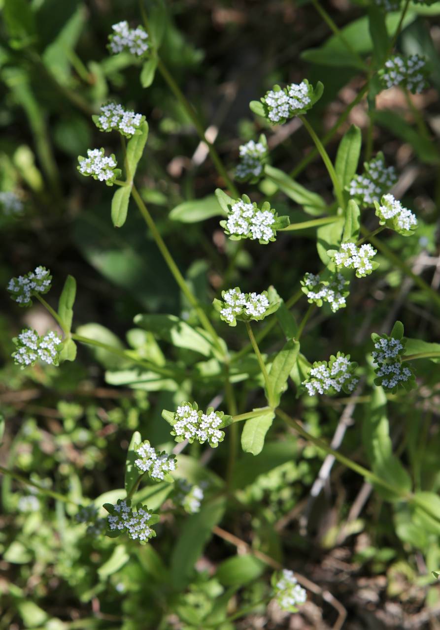 Photo of European Corn Salad