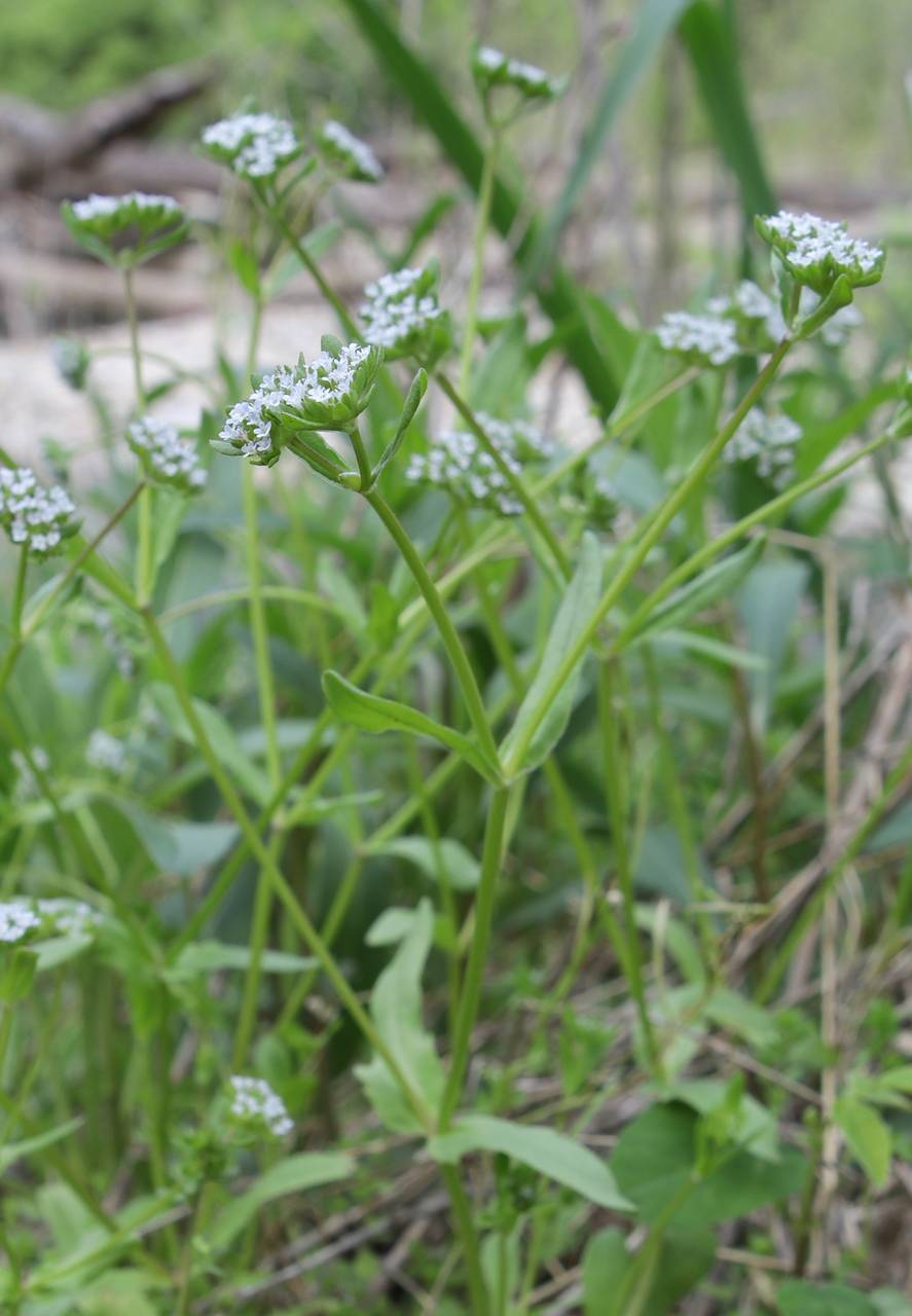 Photo of European Corn Salad