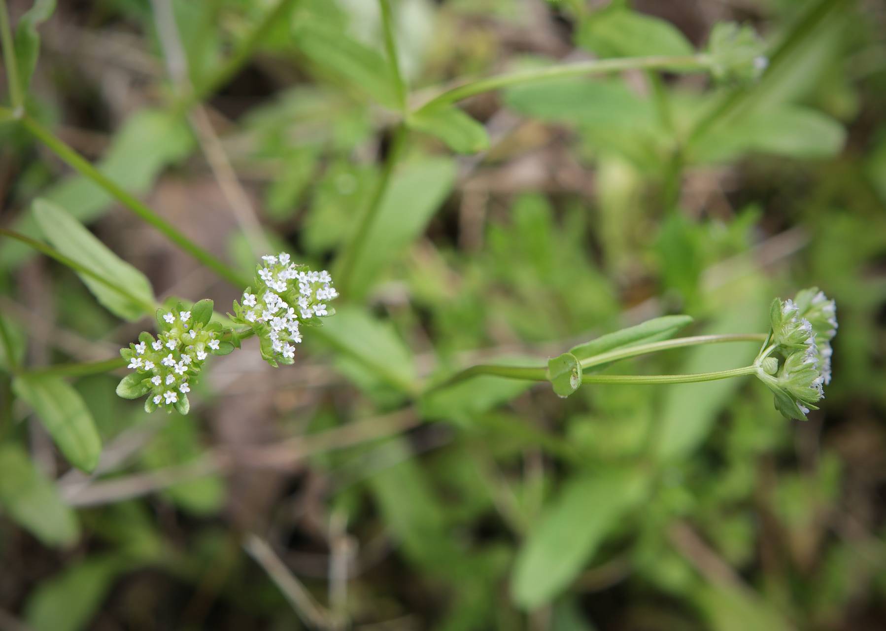 Photo of European Corn Salad