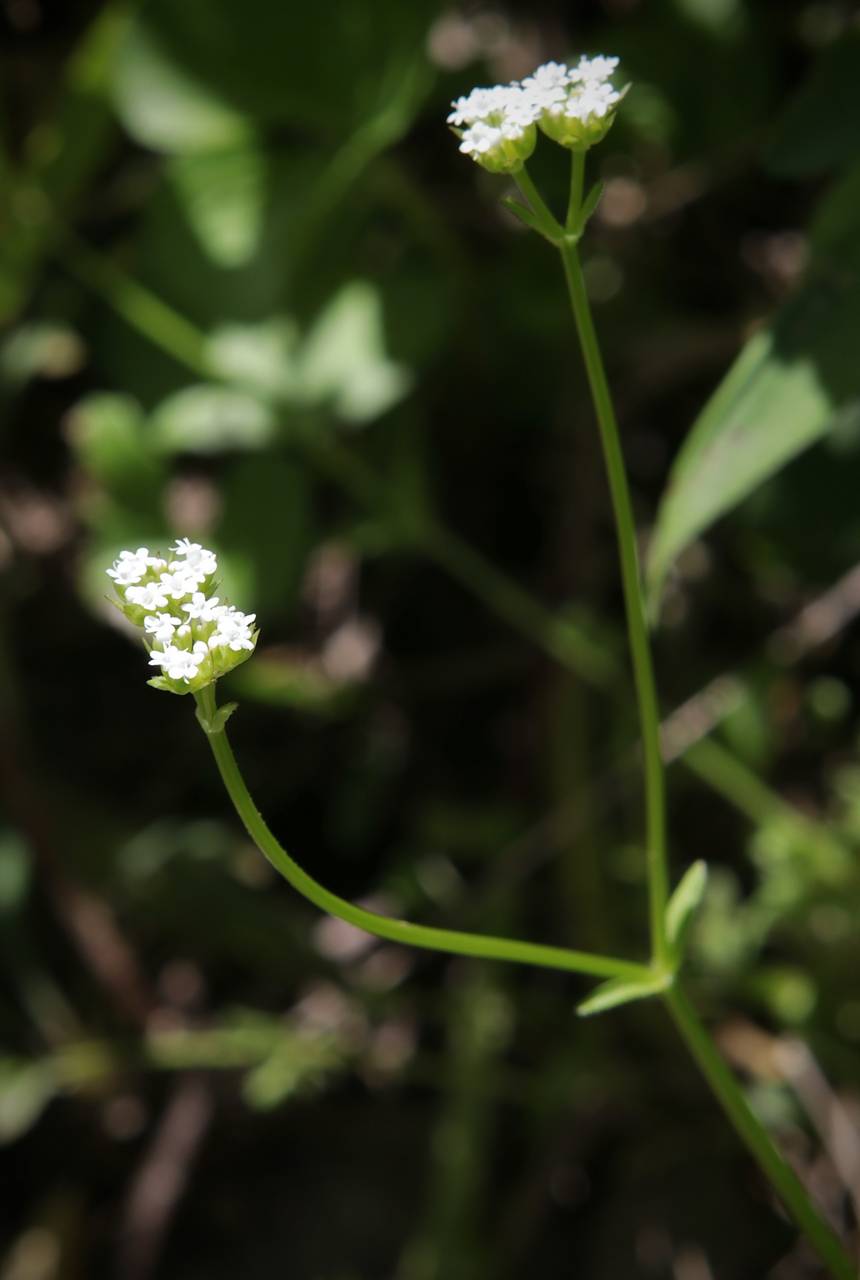 Photo of Beaked Cornsalad