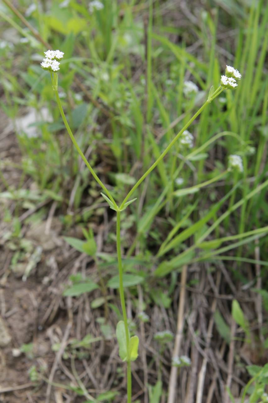 Photo of Beaked Cornsalad