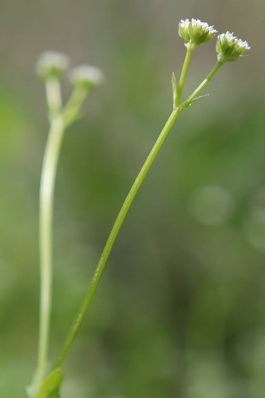 Photo of Beaked Cornsalad