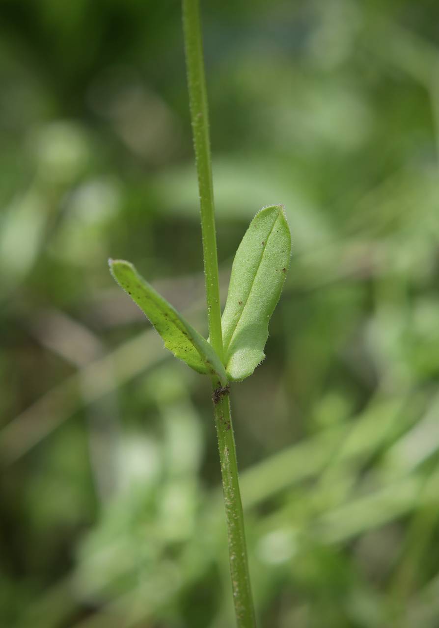Photo of Beaked Cornsalad