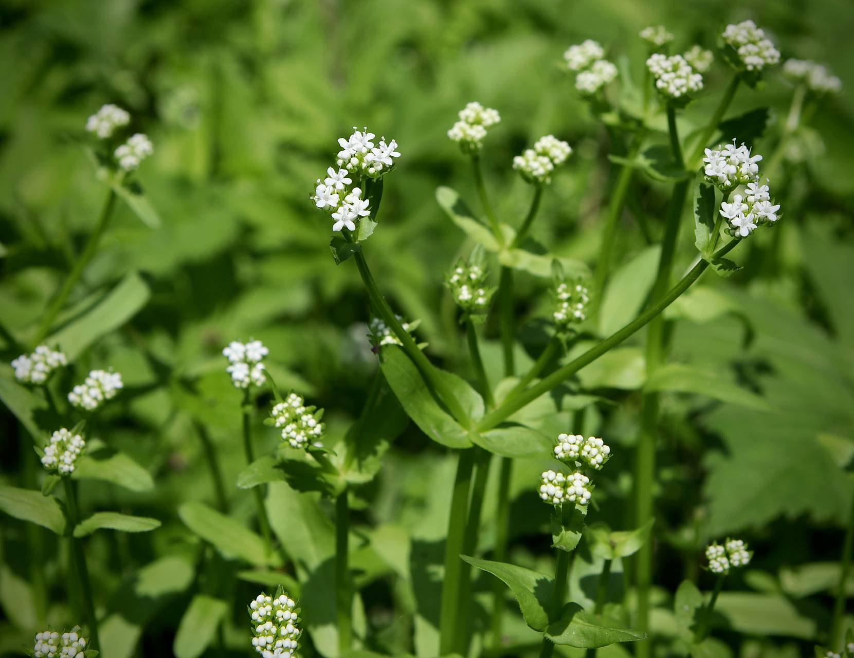 Photo of Northern Corn Salad