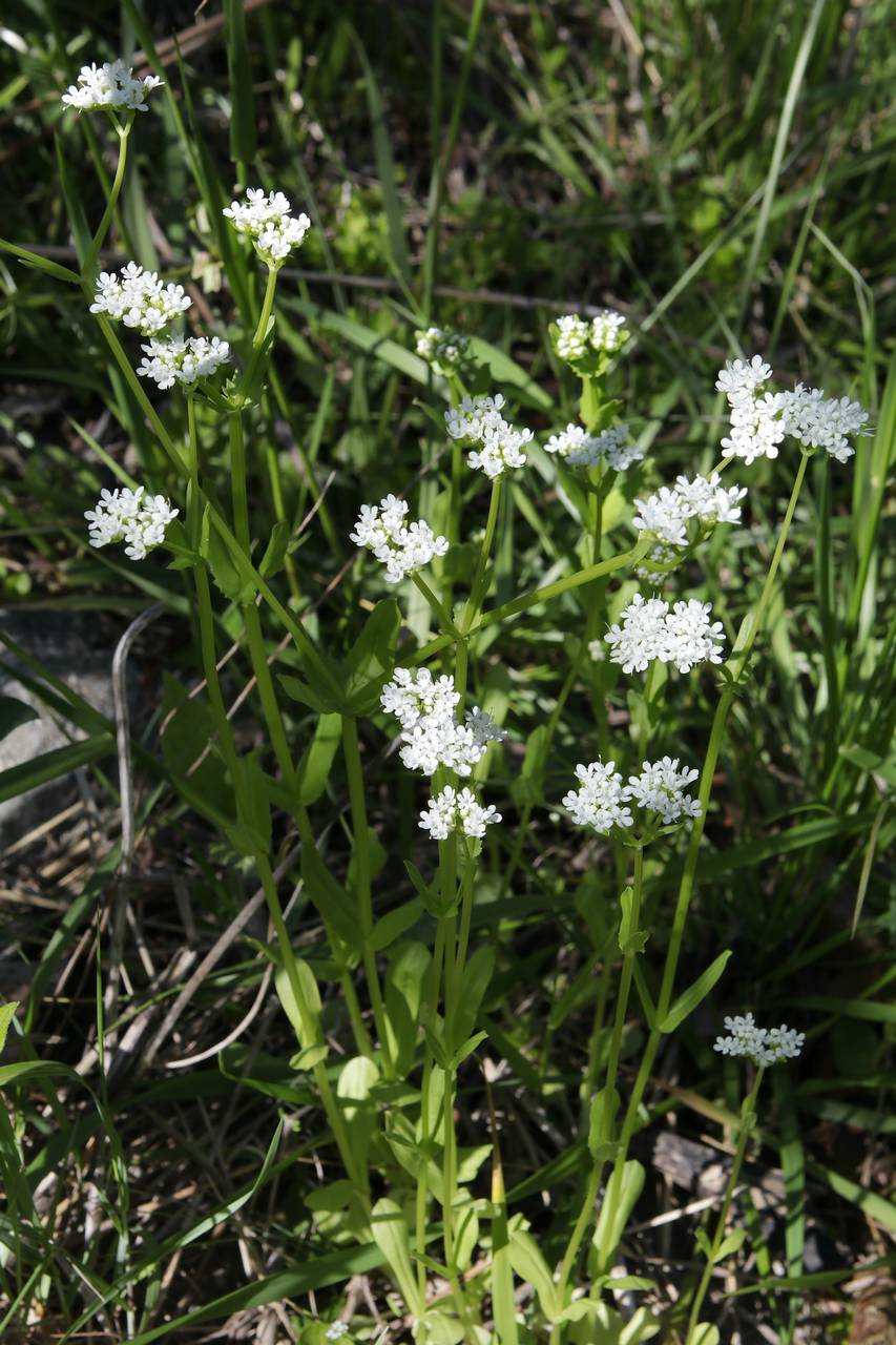Photo of Northern Corn Salad