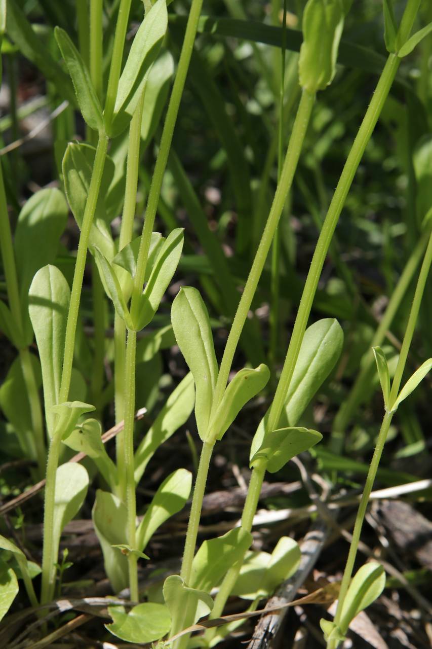 Photo of Northern Corn Salad