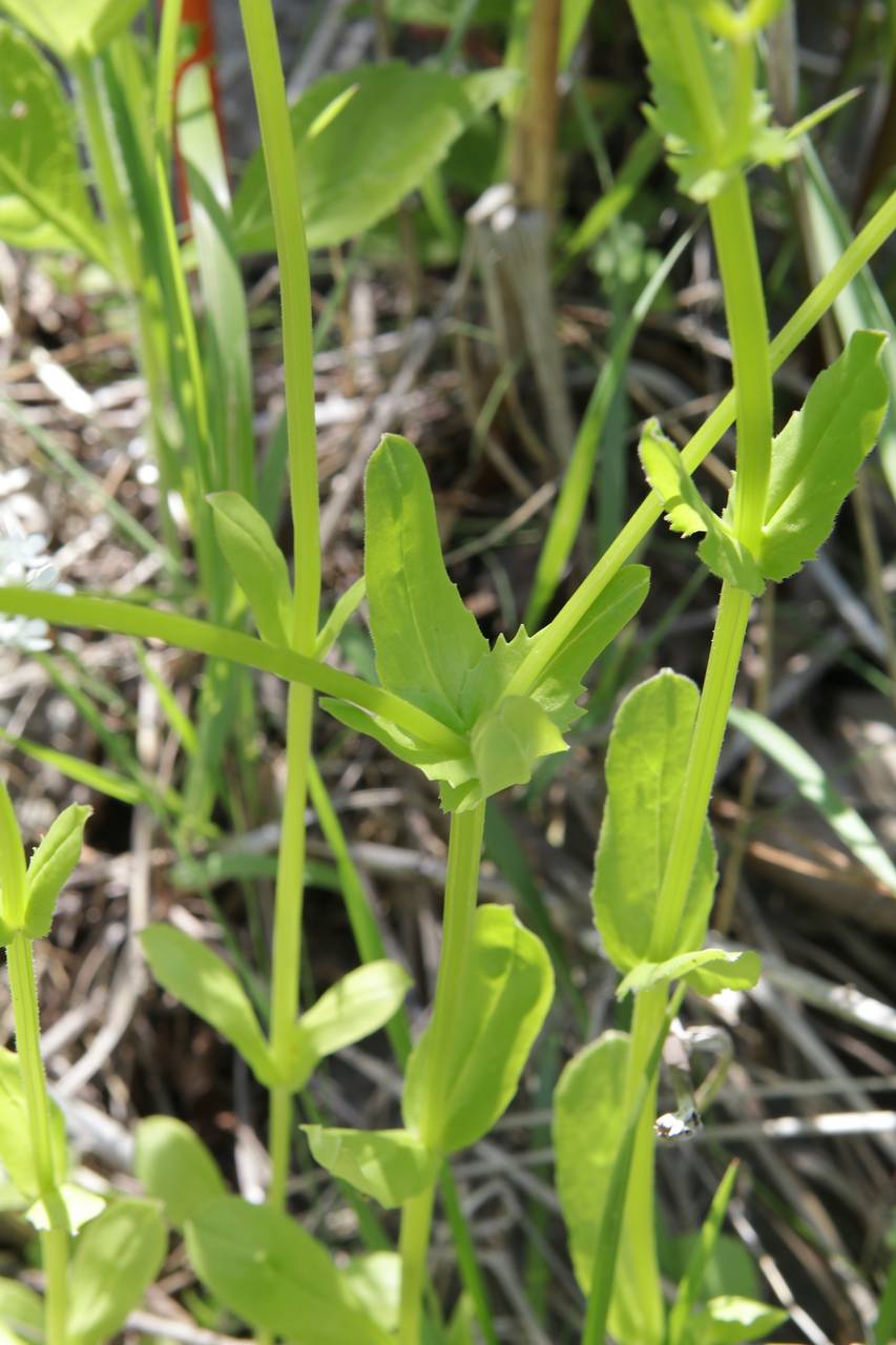 Photo of Northern Corn Salad