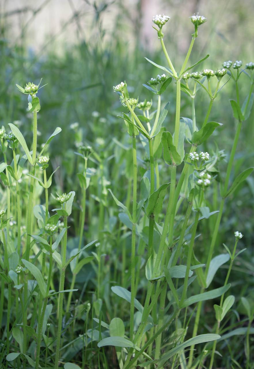 Photo of Northern Corn Salad