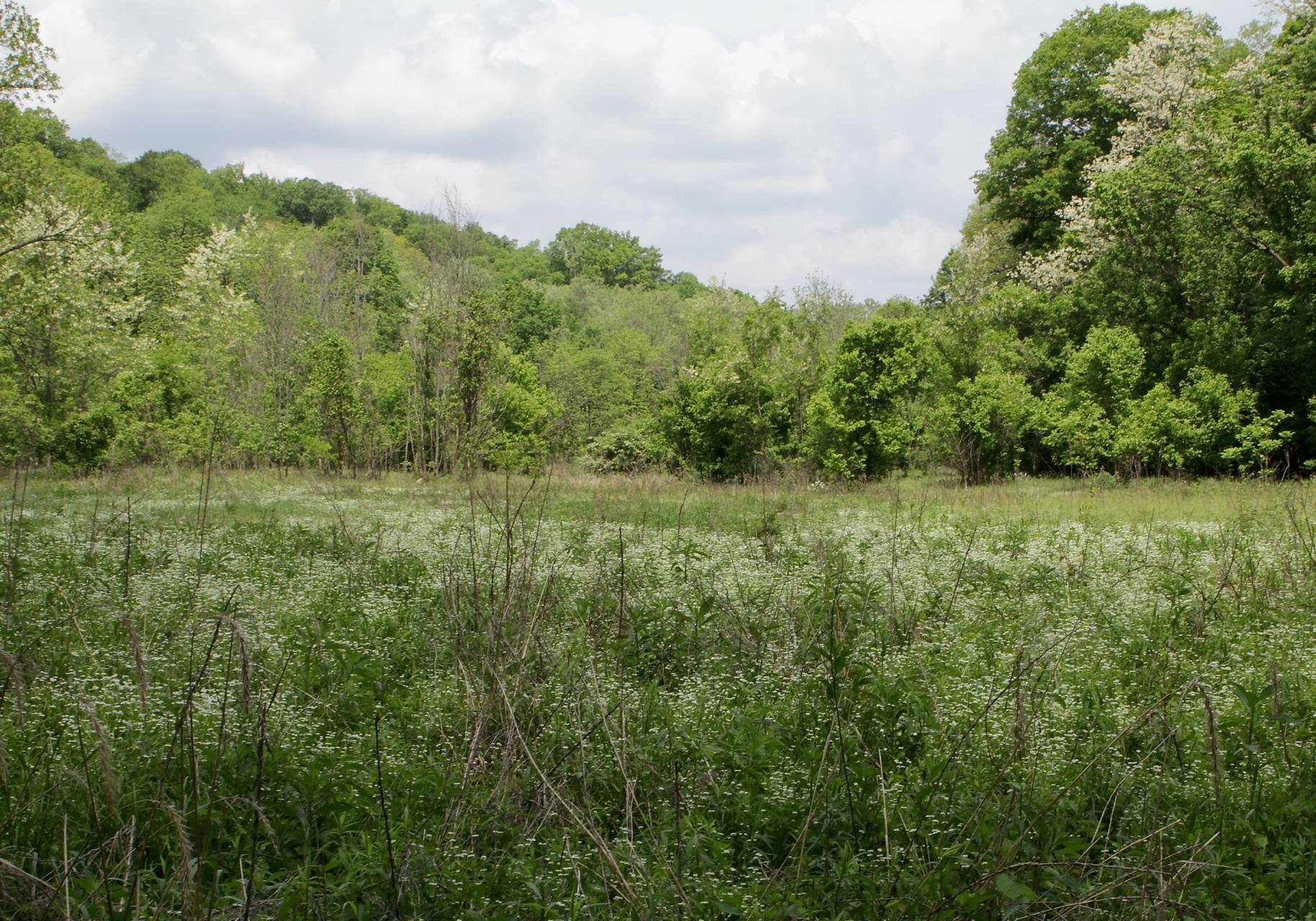 Photo of Northern Corn Salad