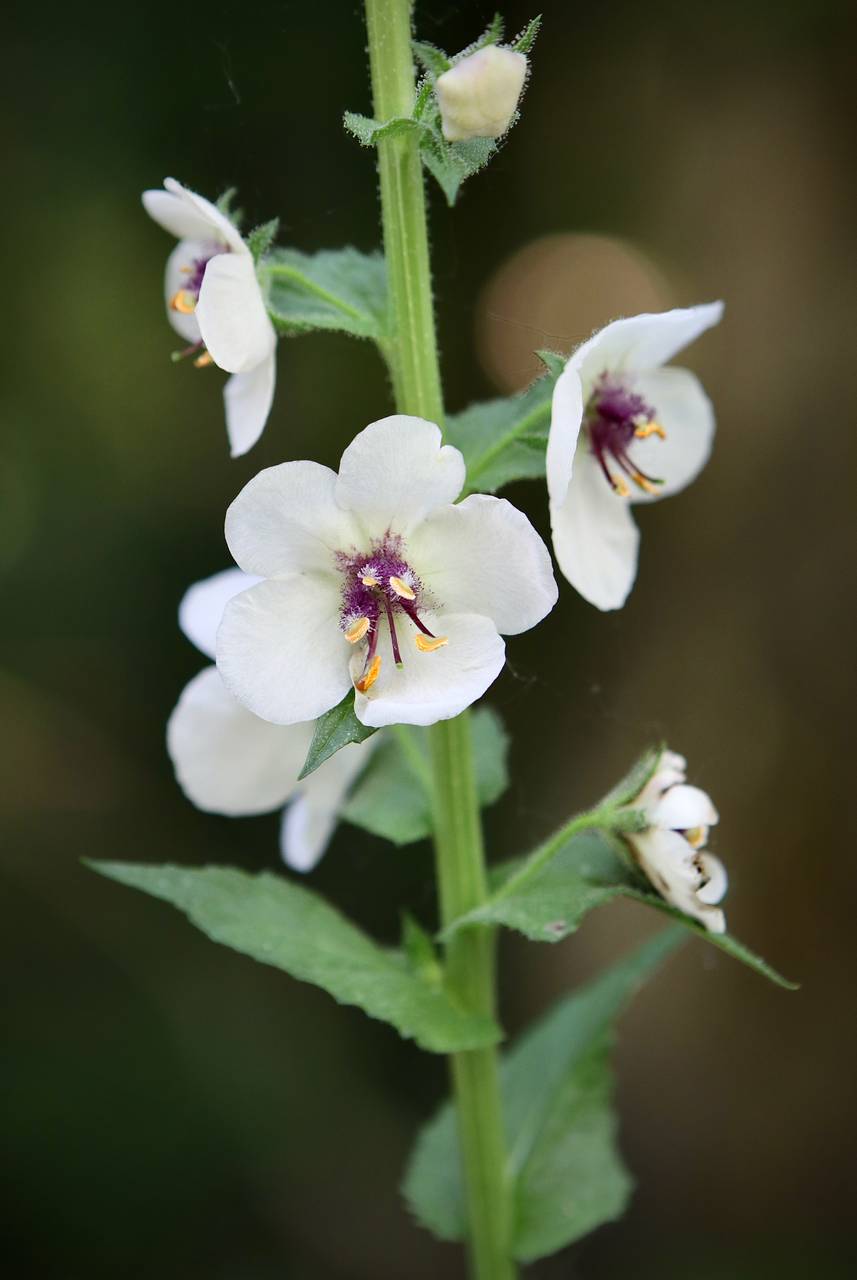 Photo of Moth Mullein