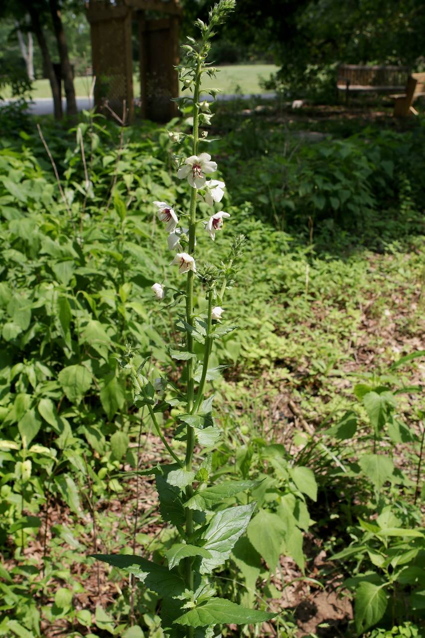 Photo of Moth Mullein