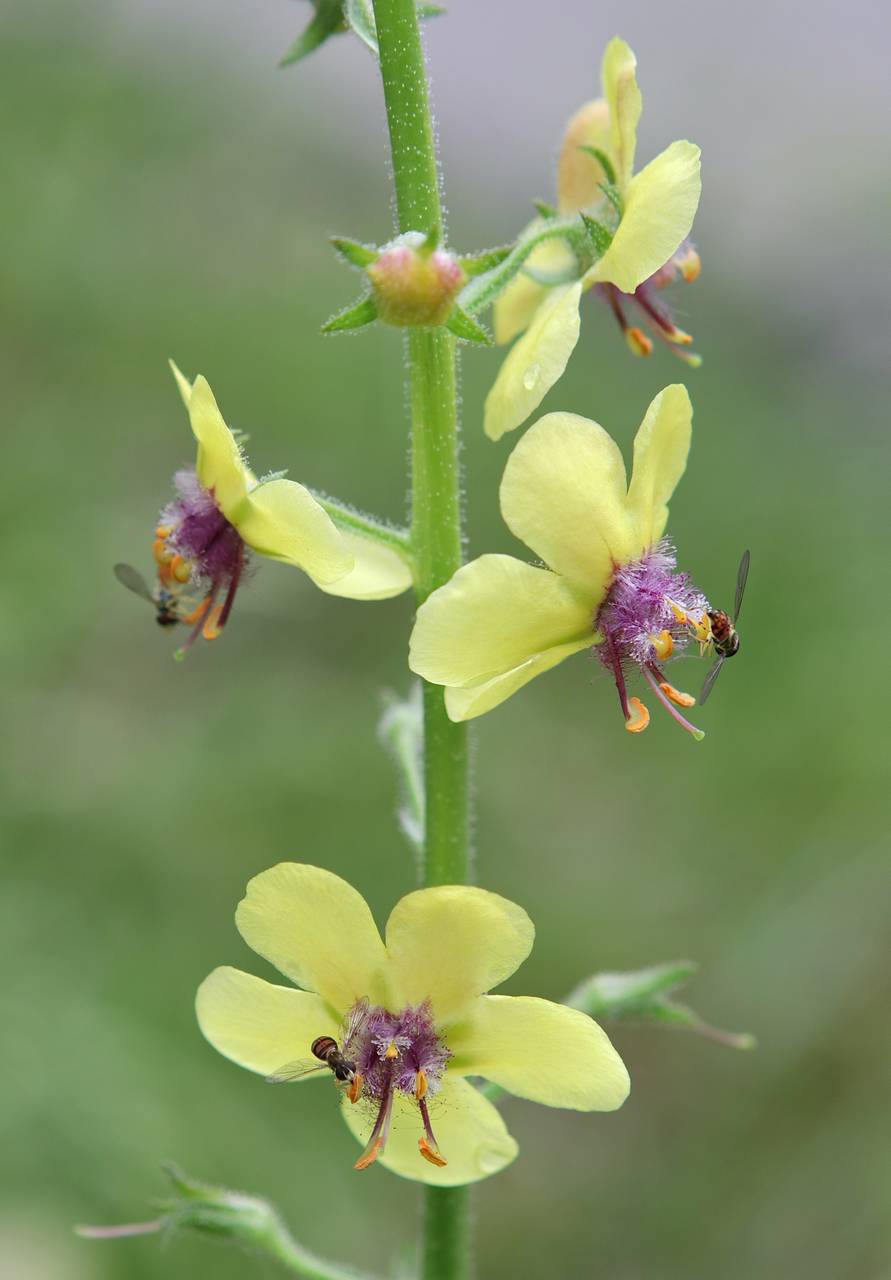 Photo of Moth Mullein