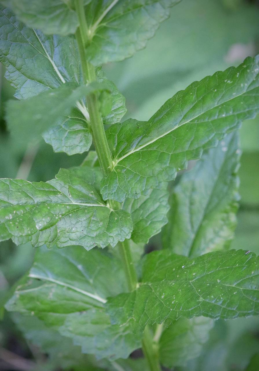 Photo of Moth Mullein