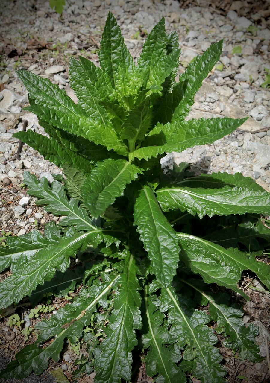 Photo of Moth Mullein