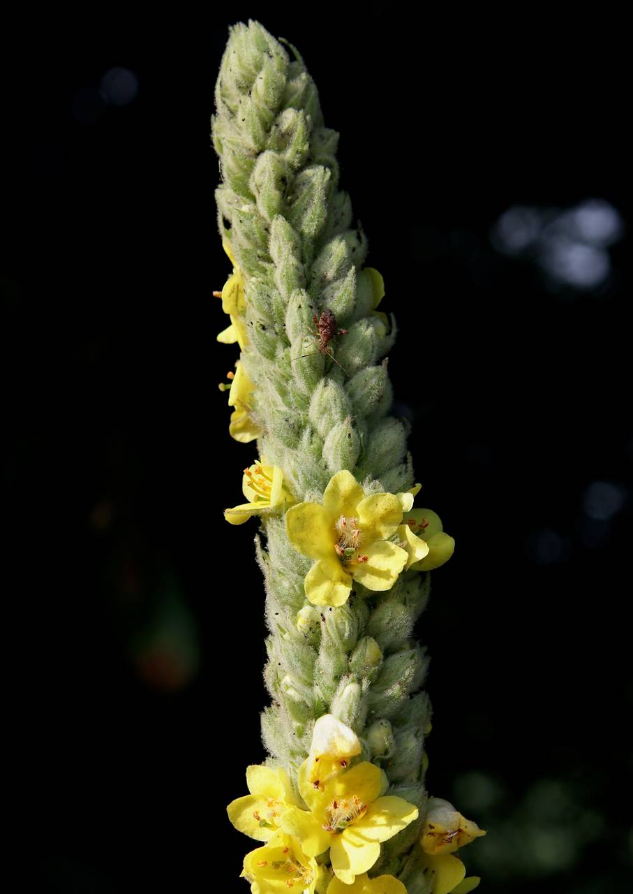 Photo of Common Mullein
