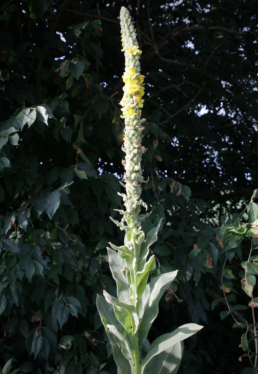 Photo of Common Mullein