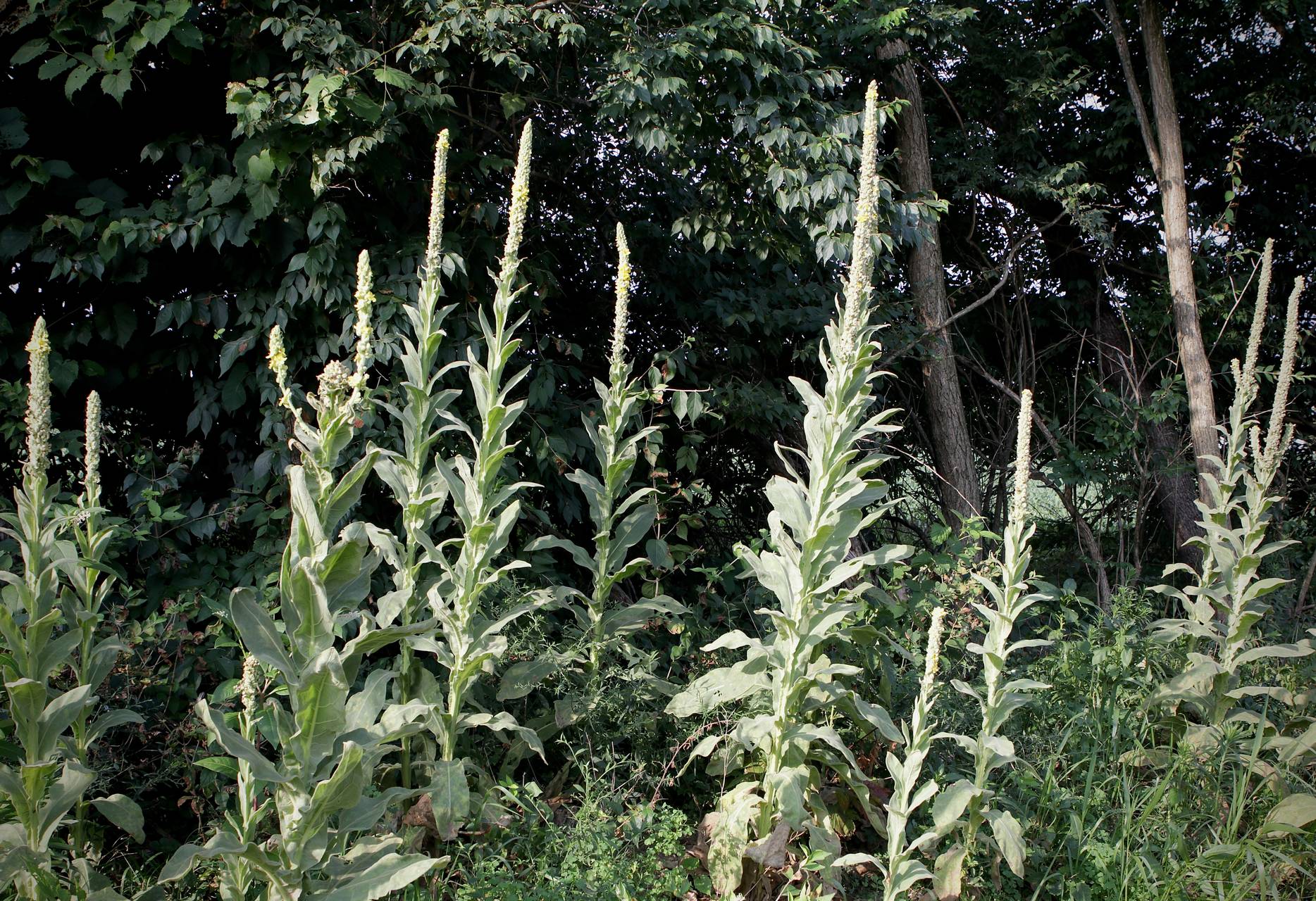 Photo of Common Mullein