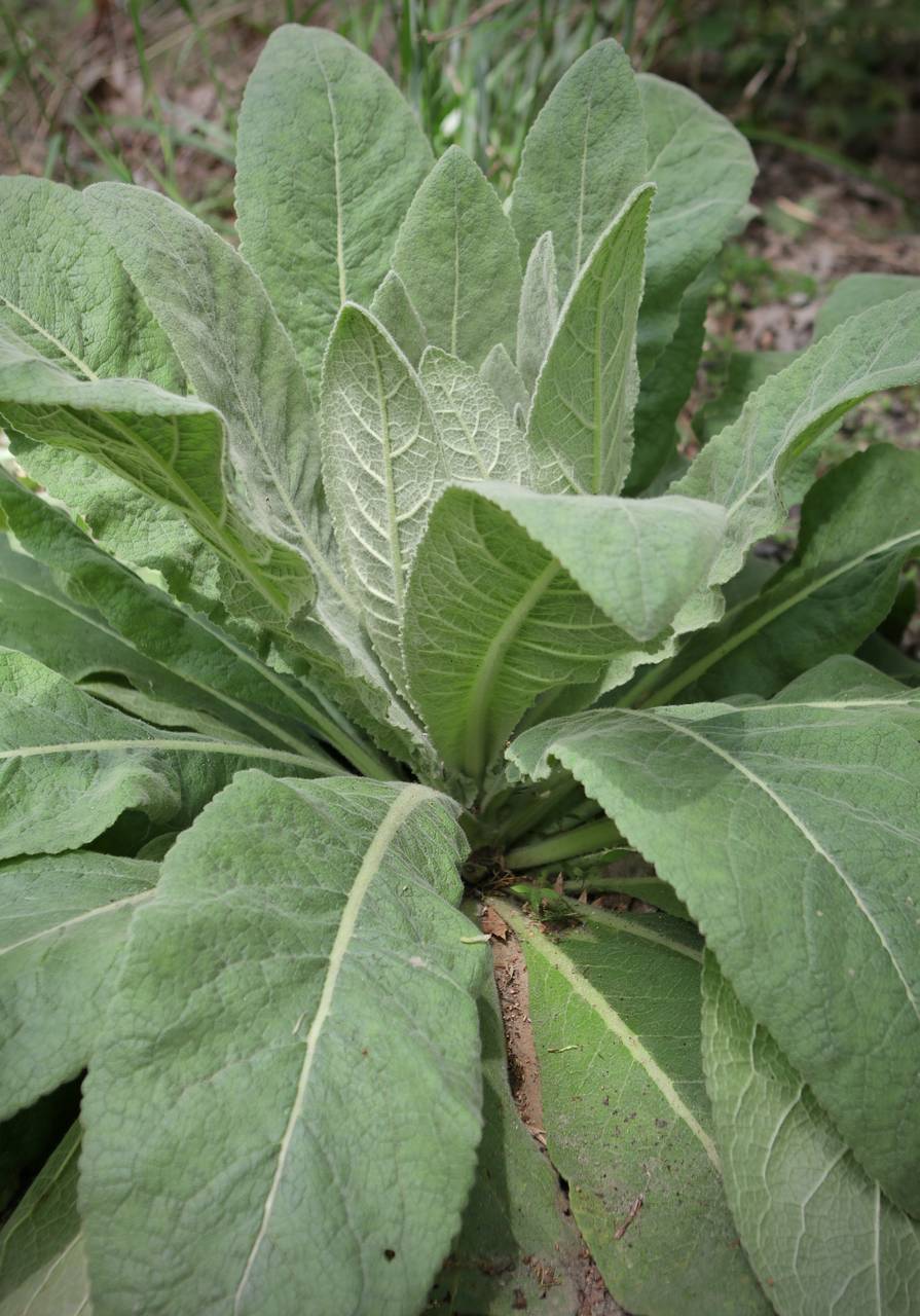 Photo of Common Mullein