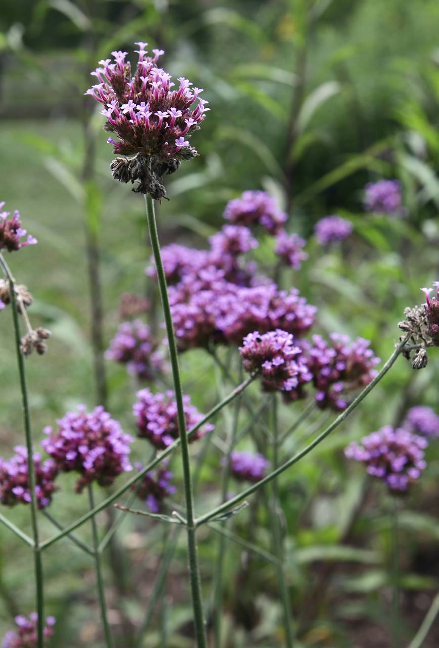 Photo of Purpletop Vervain