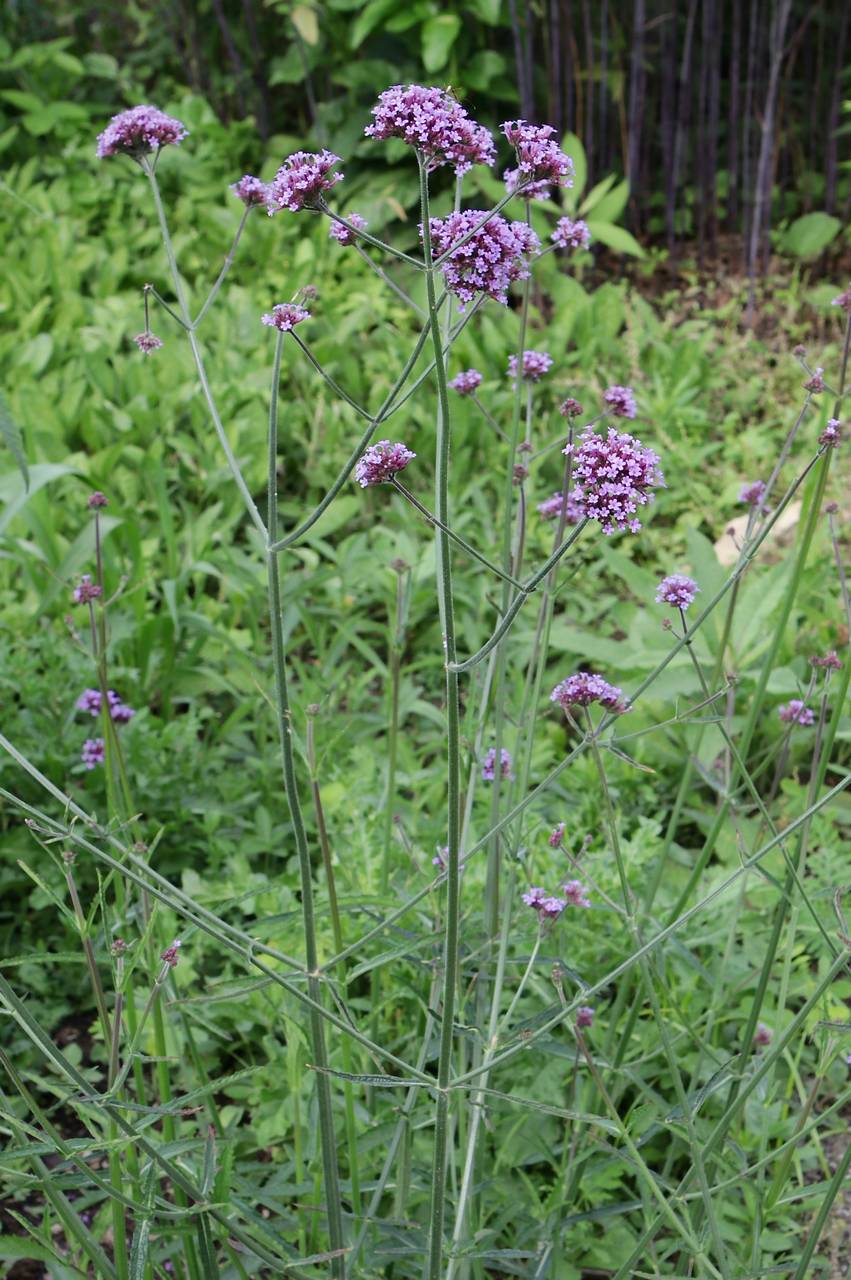 Photo of Purpletop Vervain